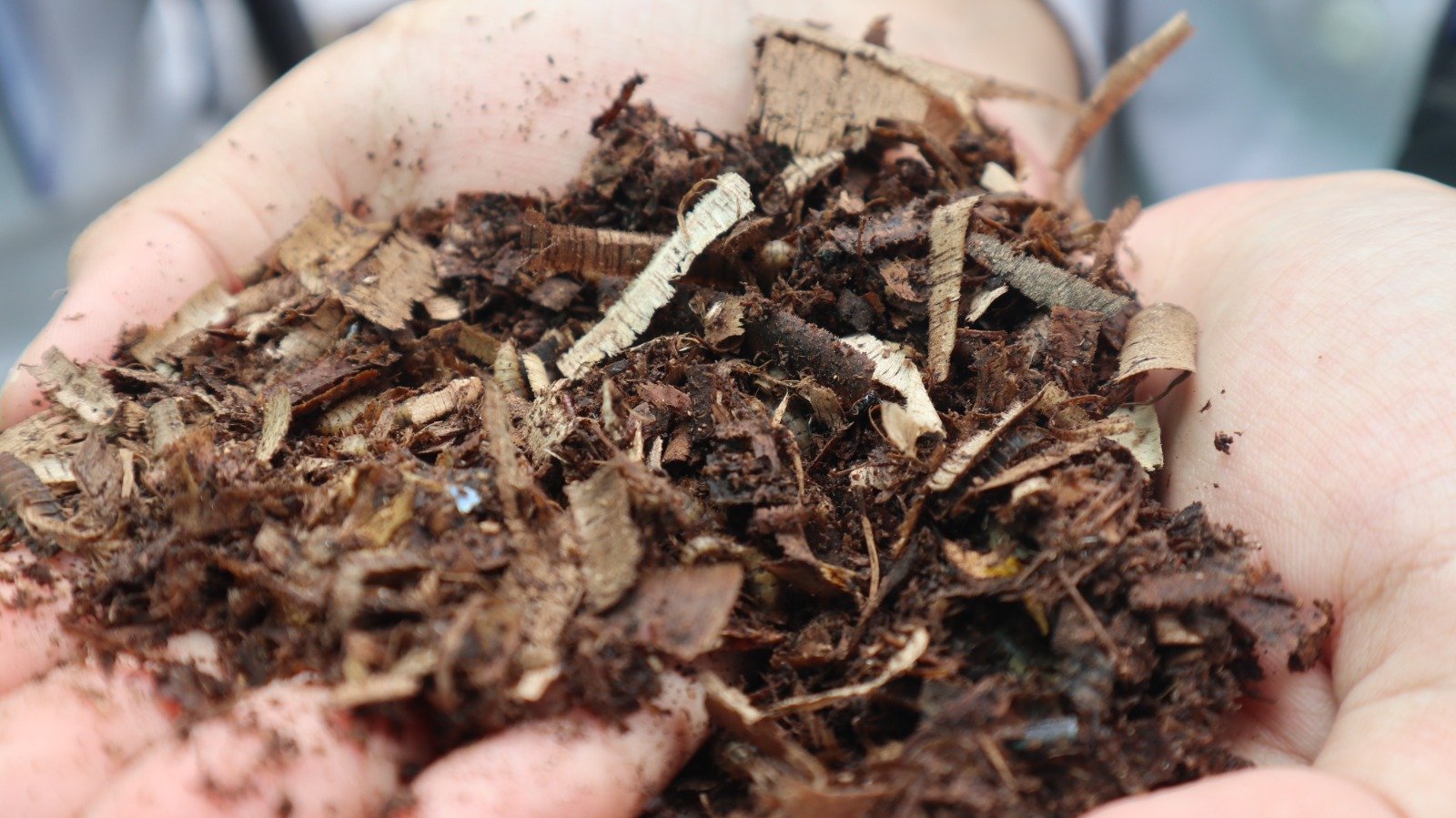 Rutan Kelas I Tangerang Kembangkan Budidaya Maggot Dukung Program Kemandirian Pangan