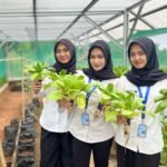 Kolaborasi Pembinaan Berbuah Hasil, Panen Pakcoy Rutan Tangerang Tembus 11,5 Kg